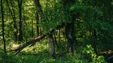 Bäume dürfen im künftigen GEO-Wald wachsen, bis sie eines natürlichen Todes sterben. Pionierbaumarten sterben ab und machen anderen Baumarten Platz. Mit der Zeit entsteht so ein arten- und strukturreicher Mischwald.