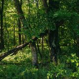Bäume dürfen im künftigen GEO-Wald wachsen, bis sie eines natürlichen Todes sterben. Pionierbaumarten sterben ab und machen anderen Baumarten Platz. Mit der Zeit entsteht so ein arten- und strukturreicher Mischwald.