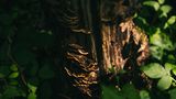 Totholz macht den Wald erst richtig lebendig: Es dient Pilzen, Käfern und Vögeln als Lebensraum, Versteck und Nahrung 