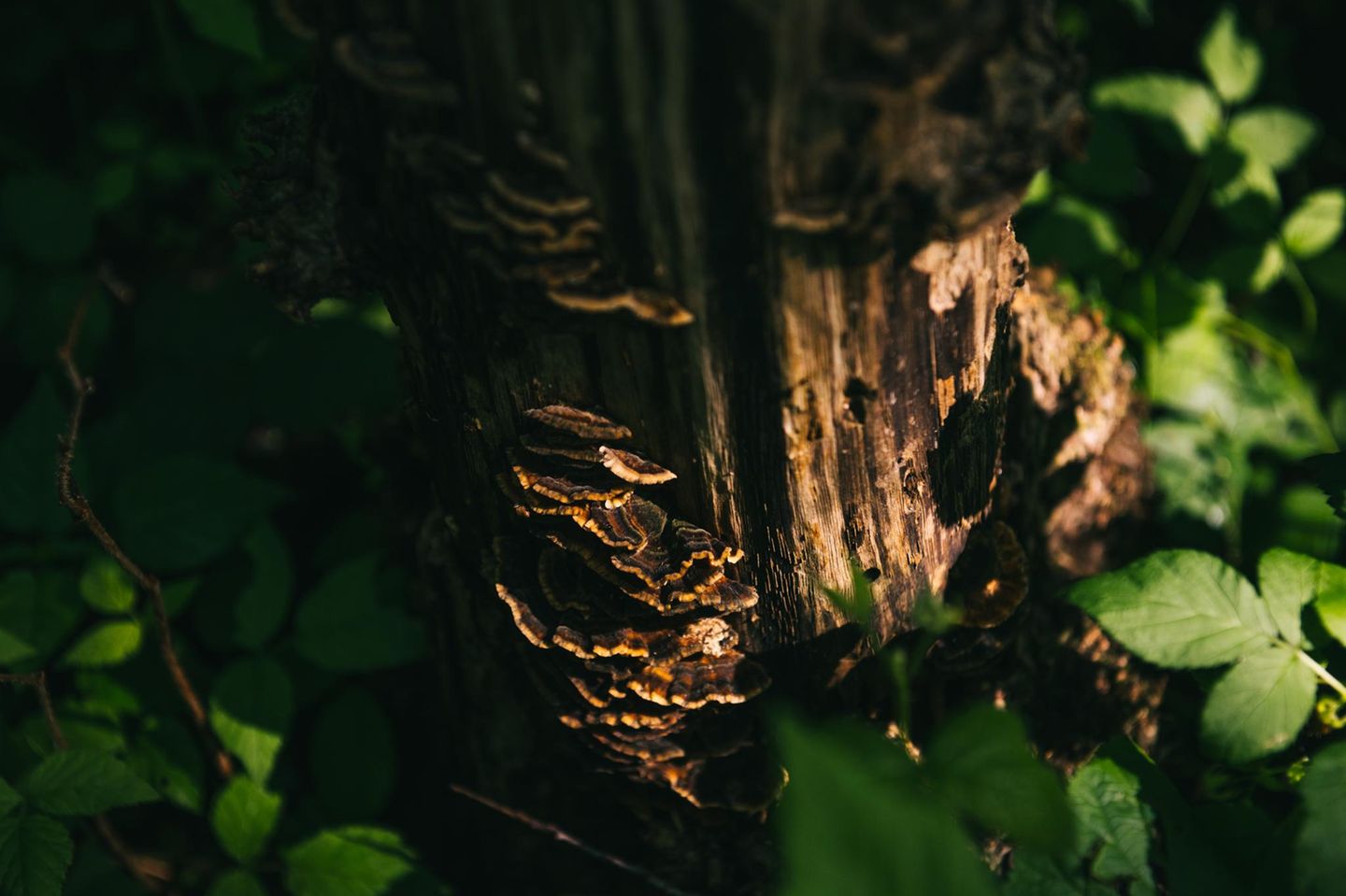 Totholz macht den Wald erst richtig lebendig: Es dient Pilzen, Käfern und Vögeln als Lebensraum, Versteck und Nahrung 