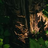 Totholz macht den Wald erst richtig lebendig: Es dient Pilzen, Käfern und Vögeln als Lebensraum, Versteck und Nahrung 