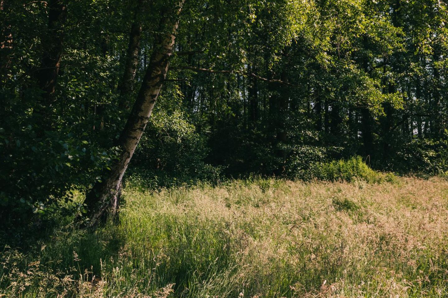 Die zukünftige GEO-Wildnis besteht nicht nur aus Wald, sondern auch aus einer kleinen Feuchtwiese. Wiesen an natürlichen Waldrändern sind aufgrund der Verzahnung der beiden Ökosysteme besonders artenreich und ein Paradies für Bestäuber, Vögel, Reptilien und kleine Säugetiere.