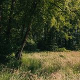 Die zukünftige GEO-Wildnis besteht nicht nur aus Wald, sondern auch aus einer kleinen Feuchtwiese. Wiesen an natürlichen Waldrändern sind aufgrund der Verzahnung der beiden Ökosysteme besonders artenreich und ein Paradies für Bestäuber, Vögel, Reptilien und kleine Säugetiere.