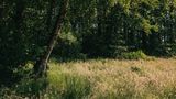 Die zukünftige GEO-Wildnis besteht nicht nur aus Wald, sondern auch aus einer kleinen Feuchtwiese. Wiesen an natürlichen Waldrändern sind aufgrund der Verzahnung der beiden Ökosysteme besonders artenreich und ein Paradies für Bestäuber, Vögel, Reptilien und kleine Säugetiere.