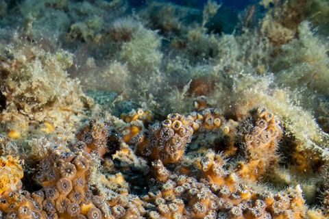 Sie startet ihre Verdauung komplett neu. Korallen leben in Symbiose mit winzigen Algen, die ihnen Nahrung liefern. Diese Partnerschaft gerät durch den Klimawandel aus dem Gleichgewicht. Der Grund: Steigen die Wassertemperaturen, produzieren diese Algen schädliche Stoffe und werden von den Korallen abgestoßen, die in der Folge ausbleichen. Dadurch sterben komplette Riffe ab, mit ihnen verschwinden einzigartige Lebensräume für zahllose Meerestiere und Pflanzen.   Doch eine Korallenart trotzt diesen Veränderungen und breitet sich im Mittelmeer sogar aus: die Oculina patagonicaim. Ihre Erfolgsstrategie: Nachdem sie die Algen abstößt, bildet die Steinkoralle neue, sehr spezielle Verdauungszellen. Damit kann sie organische Partikel und Plankton direkt aus dem Wasser aufnehmen und verwerten, also auch ohne Algen überleben. Forschende warnen allerdings: Oculina patagonica baut keine großen Riffe und kann den Verlust anderer Korallen nicht ausgleichen. Der wirksamste Schutz für Meeresökosysteme wie Korallenriffe bleibt daher, die Erderwärmung zu stoppen, bevor ihre Folgen unumkehrbar werden.  KW 42 