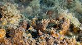 Sie startet ihre Verdauung komplett neu. Korallen leben in Symbiose mit winzigen Algen, die ihnen Nahrung liefern. Diese Partnerschaft gerät durch den Klimawandel aus dem Gleichgewicht. Der Grund: Steigen die Wassertemperaturen, produzieren diese Algen schädliche Stoffe und werden von den Korallen abgestoßen, die in der Folge ausbleichen. Dadurch sterben komplette Riffe ab, mit ihnen verschwinden einzigartige Lebensräume für zahllose Meerestiere und Pflanzen.   Doch eine Korallenart trotzt diesen Veränderungen und breitet sich im Mittelmeer sogar aus: die Oculina patagonicaim. Ihre Erfolgsstrategie: Nachdem sie die Algen abstößt, bildet die Steinkoralle neue, sehr spezielle Verdauungszellen. Damit kann sie organische Partikel und Plankton direkt aus dem Wasser aufnehmen und verwerten, also auch ohne Algen überleben. Forschende warnen allerdings: Oculina patagonica baut keine großen Riffe und kann den Verlust anderer Korallen nicht ausgleichen. Der wirksamste Schutz für Meeresökosysteme wie Korallenriffe bleibt daher, die Erderwärmung zu stoppen, bevor ihre Folgen unumkehrbar werden.  KW 42 