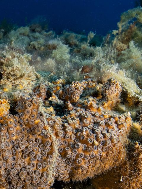 Sie startet ihre Verdauung komplett neu. Korallen leben in Symbiose mit winzigen Algen, die ihnen Nahrung liefern. Diese Partnerschaft gerät durch den Klimawandel aus dem Gleichgewicht. Der Grund: Steigen die Wassertemperaturen, produzieren diese Algen schädliche Stoffe und werden von den Korallen abgestoßen, die in der Folge ausbleichen. Dadurch sterben komplette Riffe ab, mit ihnen verschwinden einzigartige Lebensräume für zahllose Meerestiere und Pflanzen.   Doch eine Korallenart trotzt diesen Veränderungen und breitet sich im Mittelmeer sogar aus: die Oculina patagonicaim. Ihre Erfolgsstrategie: Nachdem sie die Algen abstößt, bildet die Steinkoralle neue, sehr spezielle Verdauungszellen. Damit kann sie organische Partikel und Plankton direkt aus dem Wasser aufnehmen und verwerten, also auch ohne Algen überleben. Forschende warnen allerdings: Oculina patagonica baut keine großen Riffe und kann den Verlust anderer Korallen nicht ausgleichen. Der wirksamste Schutz für Meeresökosysteme wie Korallenriffe bleibt daher, die Erderwärmung zu stoppen, bevor ihre Folgen unumkehrbar werden.  KW 42 