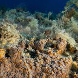 Sie startet ihre Verdauung komplett neu. Korallen leben in Symbiose mit winzigen Algen, die ihnen Nahrung liefern. Diese Partnerschaft gerät durch den Klimawandel aus dem Gleichgewicht. Der Grund: Steigen die Wassertemperaturen, produzieren diese Algen schädliche Stoffe und werden von den Korallen abgestoßen, die in der Folge ausbleichen. Dadurch sterben komplette Riffe ab, mit ihnen verschwinden einzigartige Lebensräume für zahllose Meerestiere und Pflanzen.   Doch eine Korallenart trotzt diesen Veränderungen und breitet sich im Mittelmeer sogar aus: die Oculina patagonicaim. Ihre Erfolgsstrategie: Nachdem sie die Algen abstößt, bildet die Steinkoralle neue, sehr spezielle Verdauungszellen. Damit kann sie organische Partikel und Plankton direkt aus dem Wasser aufnehmen und verwerten, also auch ohne Algen überleben. Forschende warnen allerdings: Oculina patagonica baut keine großen Riffe und kann den Verlust anderer Korallen nicht ausgleichen. Der wirksamste Schutz für Meeresökosysteme wie Korallenriffe bleibt daher, die Erderwärmung zu stoppen, bevor ihre Folgen unumkehrbar werden.  KW 42 