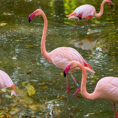 Flamingos sind besonders ängstlich – erstaunlicherweise vor allem dann, wenn sie von Artgenossen umgeben sind