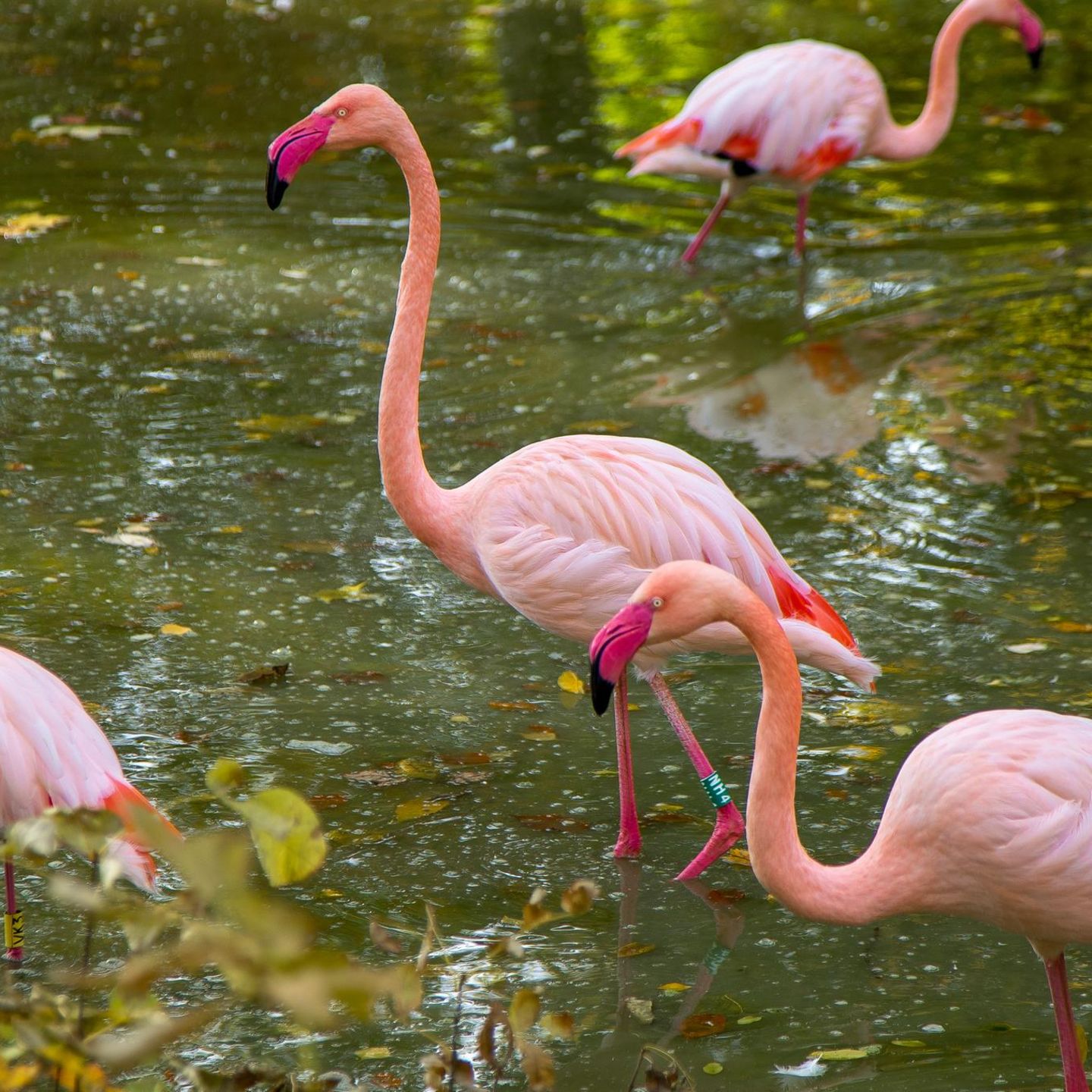 Flamingos sind besonders ängstlich – erstaunlicherweise vor allem dann, wenn sie von Artgenossen umgeben sind