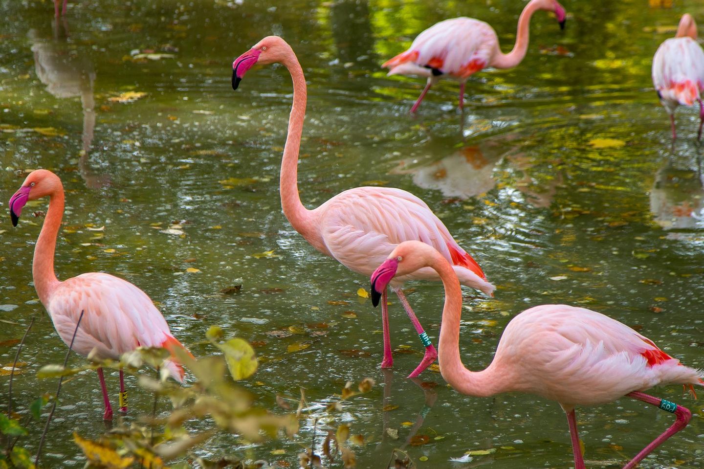 Flamingos sind besonders ängstlich – erstaunlicherweise vor allem dann, wenn sie von Artgenossen umgeben sind