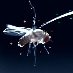Die elektrische Ladung zieht den winzigen Wurm zielsicher zu der Fliege. Für sie bedeutet das den sicheren Tod