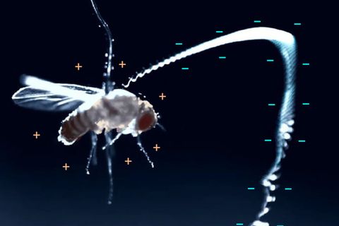 Die elektrische Ladung zieht den winzigen Wurm zielsicher zu der Fliege. Für sie bedeutet das den sicheren Tod