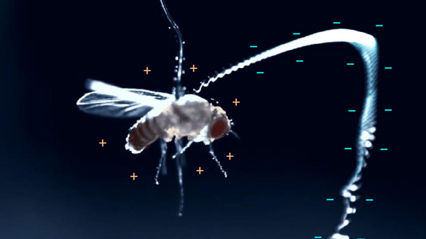 Die elektrische Ladung zieht den winzigen Wurm zielsicher zu der Fliege. Für sie bedeutet das den sicheren Tod