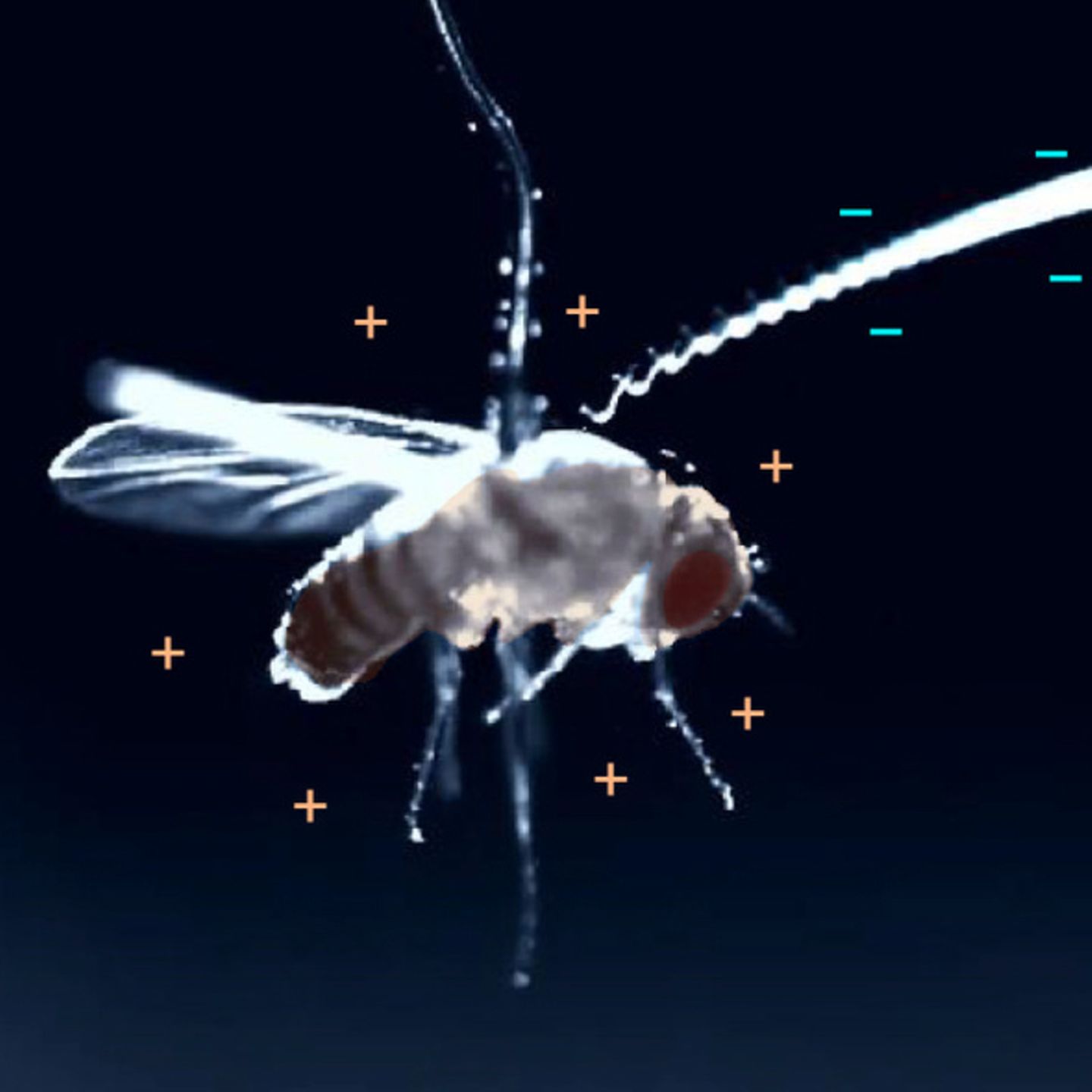 Die elektrische Ladung zieht den winzigen Wurm zielsicher zu der Fliege. Für sie bedeutet das den sicheren Tod