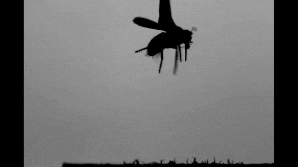 Raubtiere: Kaum vorstellbar, dass der winzige Wurm diesen Kampf gewinnen wird. Doch gegen seine perfide Jagdtechnik ist die Fliege machtlos Kaum vorstellbar, dass der winzige Wurm diesen Kampf gewinnen wird. Doch gegen seine perfide Jagdtechnik ist die Fliege machtlos