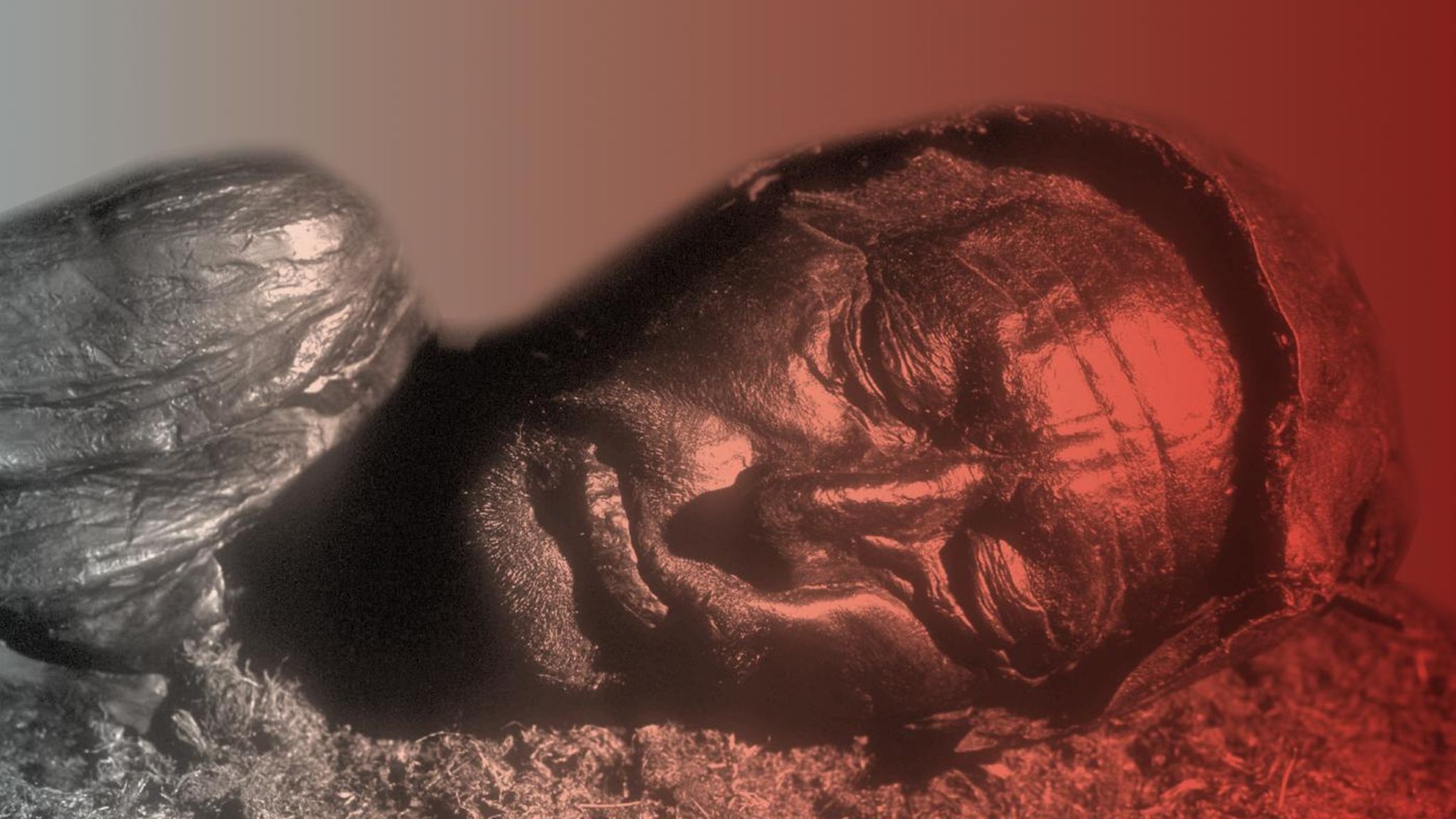 Gesicht der Moorleiche Tollundmann Gesicht der Moorleiche Tollundmann