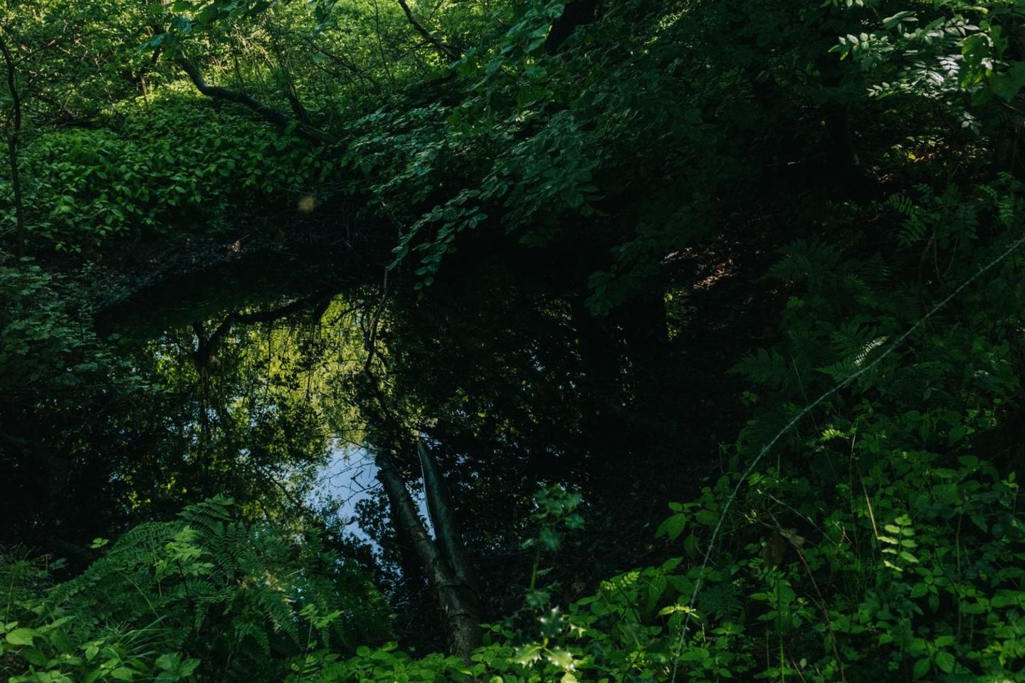 Auch ein kleiner Bach schlängelt sich durch den wilden Wald. Er sorgt für Feuchtigkeit und Kühlung und schafft einen einzigartigen Lebensraum für viele Pflanzen und Tiere.
