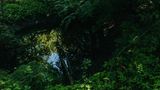 Auch ein kleiner Bach schlängelt sich durch den wilden Wald. Er sorgt für Feuchtigkeit und Kühlung und schafft einen einzigartigen Lebensraum für viele Pflanzen und Tiere.