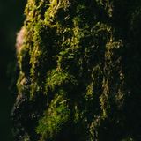 Moose sind für das ökologische Gleichgewicht des Waldes von enormer Bedeutung: Sie speichern Wasser und wirken wie natürliche Schwämme. Dadurch sorgen sie für ein feuchtes Mikroklima und schützen vor Austrocknung. 