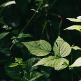 Wo altes Leben vergeht, kann neues Leben entstehen. Wenn Sonnenlicht bis zum Waldboden durchdringt, gedeihen dort Kräuter, Sträucher und junge Bäume – ein idealer Lebensraum für Insekten, Vögel und Kleinsäuger. 