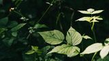 Wo altes Leben vergeht, kann neues Leben entstehen. Wenn Sonnenlicht bis zum Waldboden durchdringt, gedeihen dort Kräuter, Sträucher und junge Bäume – ein idealer Lebensraum für Insekten, Vögel und Kleinsäuger. 