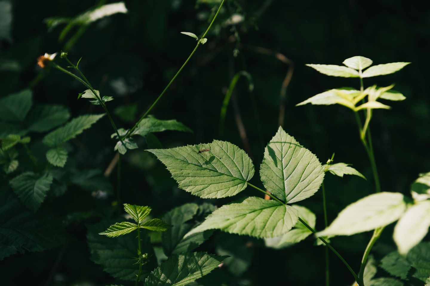 Wo altes Leben vergeht, kann neues Leben entstehen. Wenn Sonnenlicht bis zum Waldboden durchdringt, gedeihen dort Kräuter, Sträucher und junge Bäume – ein idealer Lebensraum für Insekten, Vögel und Kleinsäuger. 