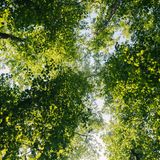 Während die Bäume in künstlichen Monokulturen dicht an dicht stehen und kaum Licht durchlassen, wachsen die verschiedenen Baumarten in natürlichen Wäldern unterschiedlich schnell. Dadurch wird viel Licht zum Waldboden durchgelassen und die Artenvielfalt steigt.    