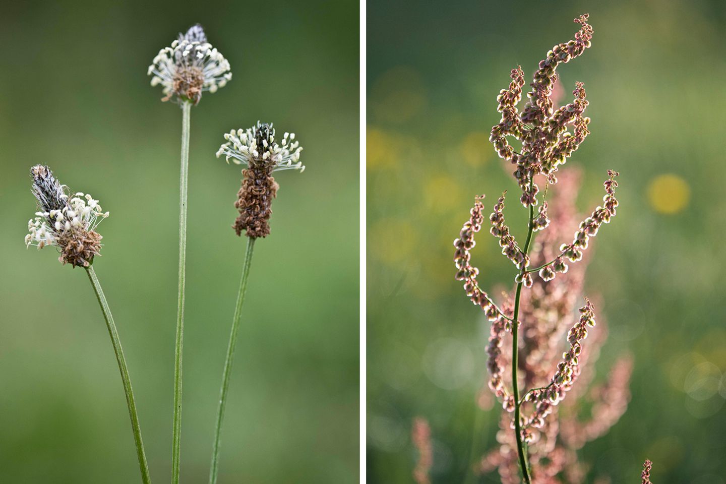 Collage aus Spitzwegerich und Sauerampfer
