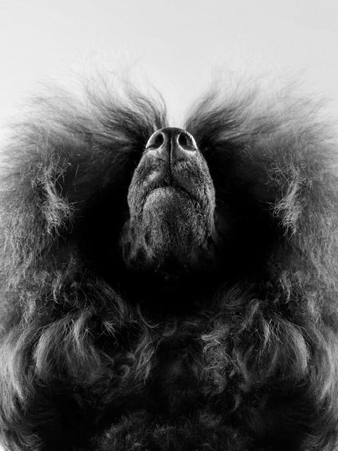 In diesem Porträt verbergen sich vermeintlich unterschiedliche Wesen. Einen Hund, aber auch einen Bären oder Schmetterling meint die Jury zu erkennen – je nach Blickwinkel. Für ihre besondere Aufnahme erhielt die polnische Fotografin Julia Tulcinscaia in der Kategorie "Studio" deshalb eine lobende Erwähnung.