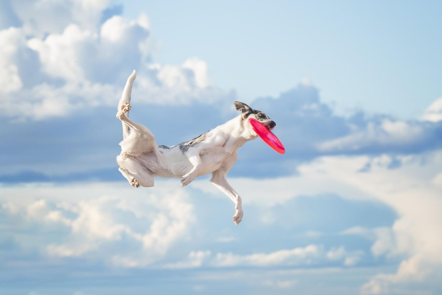 Ein Tier könnte wohl kaum mehr in seinem Element sein: Glückselig erbeutet der sportliche Hund sein Frisbee und scheint dabei förmlich zu fliegen. Ein gelungener Schnappschuss der ungarischen Fotografin Sarah Dahlgren, den die Jury in der Kategorie "Action" besonders hervorhob.