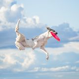 Ein Tier könnte wohl kaum mehr in seinem Element sein: Glückselig erbeutet der sportliche Hund sein Frisbee und scheint dabei förmlich zu fliegen. Ein gelungener Schnappschuss der ungarischen Fotografin Sarah Dahlgren, den die Jury in der Kategorie "Action" besonders hervorhob.