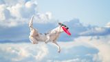 Ein Tier könnte wohl kaum mehr in seinem Element sein: Glückselig erbeutet der sportliche Hund sein Frisbee mitten im Sprung und scheint dabei förmlich zu fliegen. Ein gelungener Schnappschuss der ungarischen Fotografin Sarah Dahlgren, den die Jury in der Kategorie "Action" besonders hervorhob.