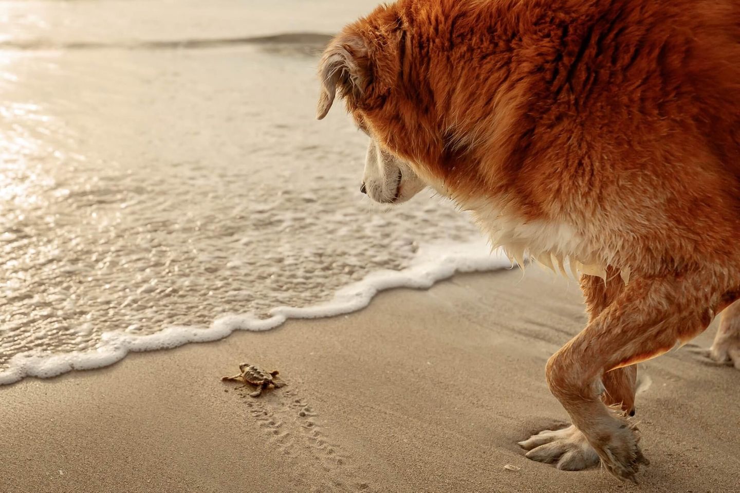 Schildkrötenwache Ein sanfter Riese begleitet die winzige Schildkröte auf ihrem Weg ins Meer. Fotografin Jill Brammer hielt diesen friedlichen Moment zwischen ihrem Hund und dem frisch geschlüpften Lebewesen an einem belebten Brutstrand gefährdeter Schildkröten fest – nur wenige Schritte von ihrem Zuhause entfernt. Für die einfühlsame Aufnahme wurde sie mit dem dritten Platz in der Kategorie "Dokumentation" ausgezeichnet.
