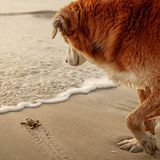 Ein sanfter Riese begleitet die winzige Schildkröte auf ihrem Weg ins Meer. Fotografin Jill Brammer hielt diesen friedlichen Moment zwischen ihrem Hund und dem frisch geschlüpften Lebewesen an einem belebten Brutstrand gefährdeter Schildkröten fest – nur wenige Schritte von ihrem Zuhause entfernt. Für die einfühlsame Aufnahme wurde sie mit dem dritten Platz in der Kategorie "Dokumentation" ausgezeichnet.