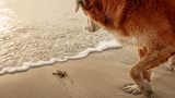 Ein sanfter Riese begleitet die winzige Schildkröte auf ihrem Weg ins Meer. Fotografin Jill Brammer hielt diesen friedlichen Moment zwischen ihrem Hund und dem frisch geschlüpften Lebewesen an einem belebten Brutstrand gefährdeter Schildkröten fest – nur wenige Schritte von ihrem Zuhause entfernt. Für die einfühlsame Aufnahme wurde sie mit dem dritten Platz in der Kategorie "Dokumentation" ausgezeichnet.