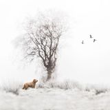An einem nebligen Wintermorgen aufgenommen, zeigt dieses Bild: Selbst in den stillsten, farblosesten Winkeln der Natur ist Leben – in Bewegung, leise und doch voller Schönheit, die keiner Worte bedarf. Der deutschen Fotografin Anna Bittner-Dahms gelang damit ein poetischer Schnappschuss, der lobend in der Kategorie "Outdoor-Porträts" erwähnt wurde. 