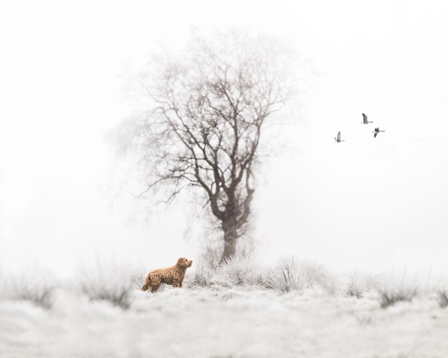 Winterliches Stillleben An einem nebligen Wintermorgen aufgenommen, zeigt dieses Bild: Selbst in den stillsten, farblosesten Winkeln der Natur ist Leben – in Bewegung, leise und doch voller Schönheit, die keiner Worte bedarf. Der deutschen Fotografin Anna Bittner-Dahms gelang damit ein poetischer Schnappschuss, der lobend in der Kategorie "Outdoor-Porträts" erwähnt wurde.
