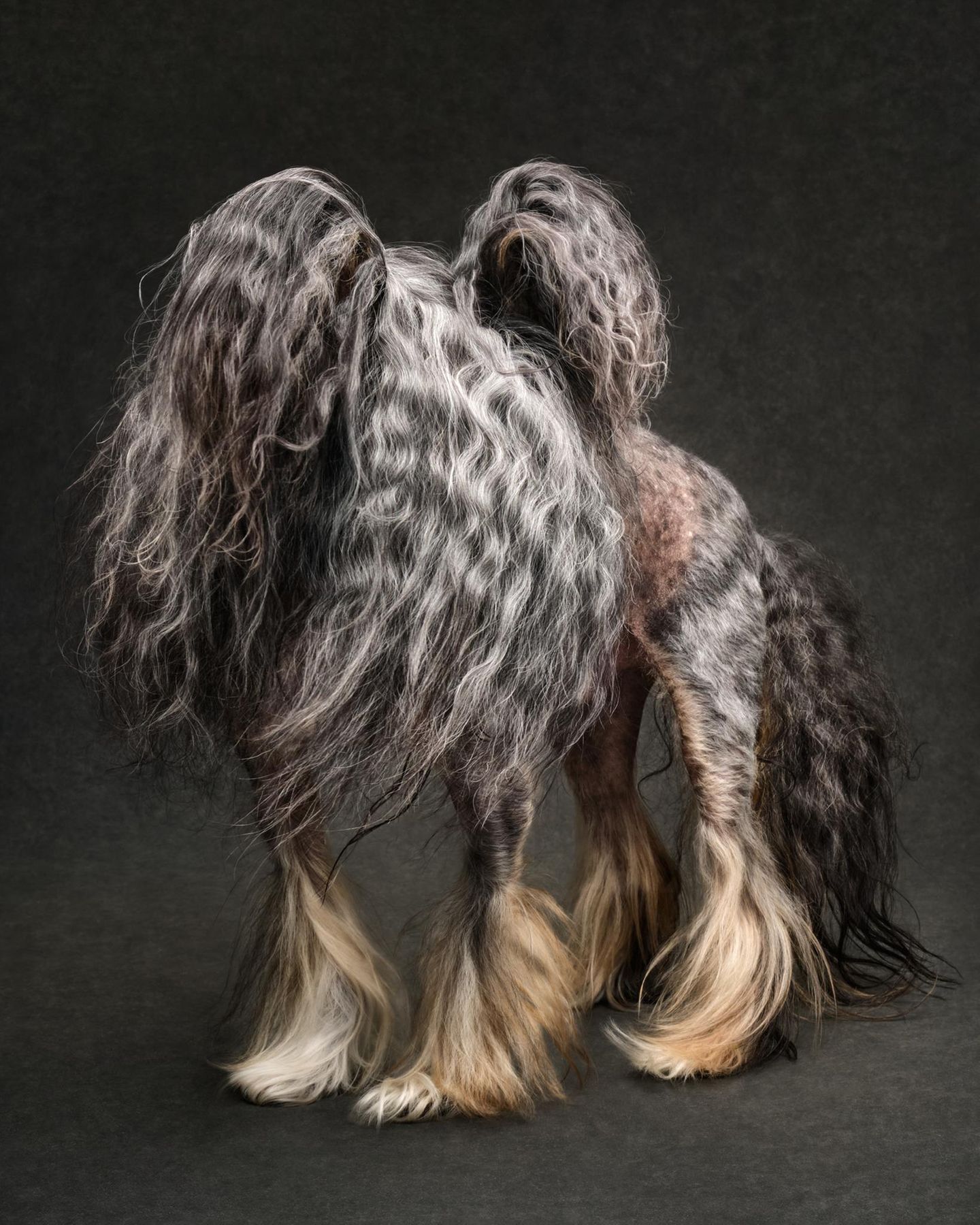 Wallende Mähne Pferd, Hund oder Chimäre? Auf den ersten Blick lässt sich kaum erkennen, welches Tier hier zu sehen ist. Was als spielerisches Experiment mit Föhn und Rascheltüte begann, verwandelte sich spontan in ein Porträt, das ganz ohne Requisiten auskommt. Den Sieg in der Kategorie "Studio" errang diese Aufnahme von Ricky – einem betagten Hund mit beeindruckender Mähne. Fotografin Jane Thomson fing genau den Moment ein, in dem ihm das Fell zufällig besonders dramatisch ins Gesicht fiel – und schuf so ein verblüffendes, zugleich zauberhaftes Bild.