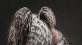 Pferd, Hund oder Chimäre? Auf den ersten Blick lässt sich kaum erkennen, welches Tier hier zu sehen ist. Was als spielerisches Experiment mit Föhn und Rascheltüte begann, verwandelte sich spontan in ein Porträt, das ganz ohne Requisiten auskommt. Den Sieg in der Kategorie "Studio" errang diese Aufnahme von Ricky – einem betagten Hund mit beeindruckender Mähne. Fotografin Jane Thomson fing genau den Moment ein, in dem ihm das Fell zufällig besonders dramatisch ins Gesicht fiel – und schuf so ein verblüffendes, zugleich zauberhaftes Bild.