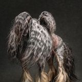 Pferd, Hund oder Chimäre? Auf den ersten Blick lässt sich kaum erkennen, welches Tier hier zu sehen ist. Was als spielerisches Experiment mit Föhn und Rascheltüte begann, verwandelte sich spontan in ein Porträt, das ganz ohne Requisiten auskommt. Den Sieg in der Kategorie "Studio" errang diese Aufnahme von Ricky – einem betagten Hund mit beeindruckender Mähne. Fotografin Jane Thomson fing genau den Moment ein, in dem ihm das Fell zufällig besonders dramatisch ins Gesicht fiel – und schuf so ein verblüffendes, zugleich zauberhaftes Bild.