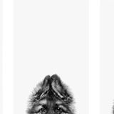 Mit Witz, Empathie und künstlerischem Anspruch schafft Gesamtsiegerin Belinda Richards Tierporträts voller Charakter. Die Arbeiten der australischen Fotografin heimsen weltweit Anerkennung ein – und speziell diese Serie überzeugte die Jury der Dog Photography Awards 2025. Sie zeigt Penny, einen Schäferhund, die sich vom tapsigen Welpen zur erwachsenen Begleiterin entwickelt. Im Mittelpunkt stehen dabei die flauschigen Ohren, deren Wandel das Heranwachsen des ganzen Tiers spiegelt. 