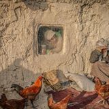 Hühner vor einem Lehmhaus