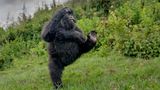 Ein junger Gorilla turnt ausgelassen über eine Lichtung in den Virunga-Bergen – ein Moment reiner Lebensfreude, festgehalten im Regenwald Ruandas.  