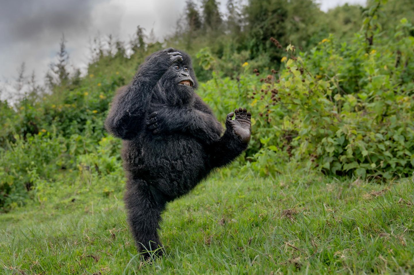 Ein junger Gorilla turnt ausgelassen über eine Lichtung in den Virunga-Bergen – ein Moment reiner Lebensfreude, festgehalten im Regenwald Ruandas.  