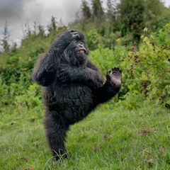 Ein junger Gorilla turnt ausgelassen über eine Lichtung in den Virunga-Bergen – ein Moment reiner Lebensfreude, festgehalten im Regenwald Ruandas.  