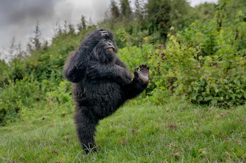 Ein junger Gorilla turnt ausgelassen über eine Lichtung in den Virunga-Bergen – ein Moment reiner Lebensfreude, festgehalten im Regenwald Ruandas.  