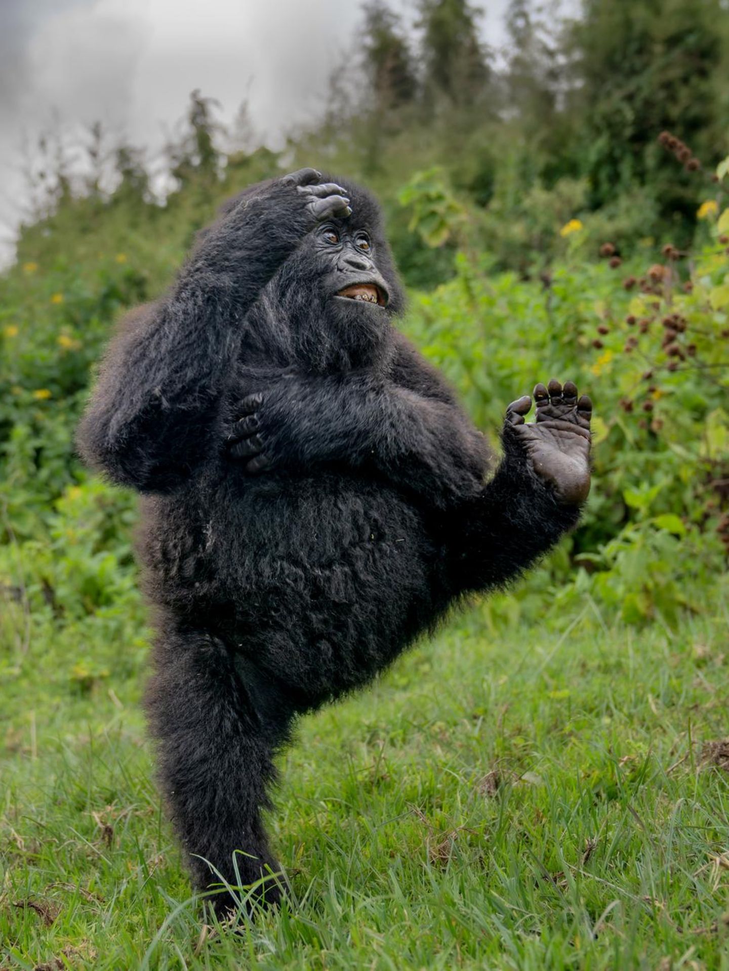 Ein junger Gorilla turnt ausgelassen über eine Lichtung in den Virunga-Bergen – ein Moment reiner Lebensfreude, festgehalten im Regenwald Ruandas.  