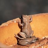 "Wenn ich weiter sehe, dann nur, weil ich auf den Schultern von Riesen – oder besser: Riesenfröschen – stehe."  In einem Bohrrohr auf einem Bergbaugelände, zwei Stunden von der australischen Stadt Leonora entfernt, lebt eine ganze Froschkolonie. Zu klein, um über den Rand des PVC-Rohrs zu spähen, arrangieren sie sich eben anders – ein bisschen Einfallsreichtum genügt.     