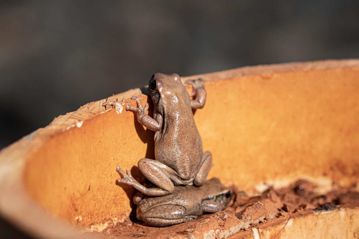 Räuberleiter "Wenn ich weiter sehe, dann nur, weil ich auf den Schultern von Riesen – oder besser: Riesenfröschen – stehe." In einem Bohrrohr auf einem Bergbaugelände, zwei Stunden von der australischen Stadt Leonora entfernt, lebt eine ganze Froschkolonie. Zu klein, um über den Rand des PVC-Rohrs zu spähen, arrangieren sie sich eben anders – ein bisschen Einfallsreichtum genügt.